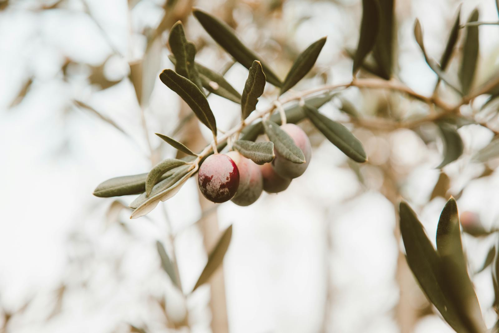 Ripening Olives on Branch