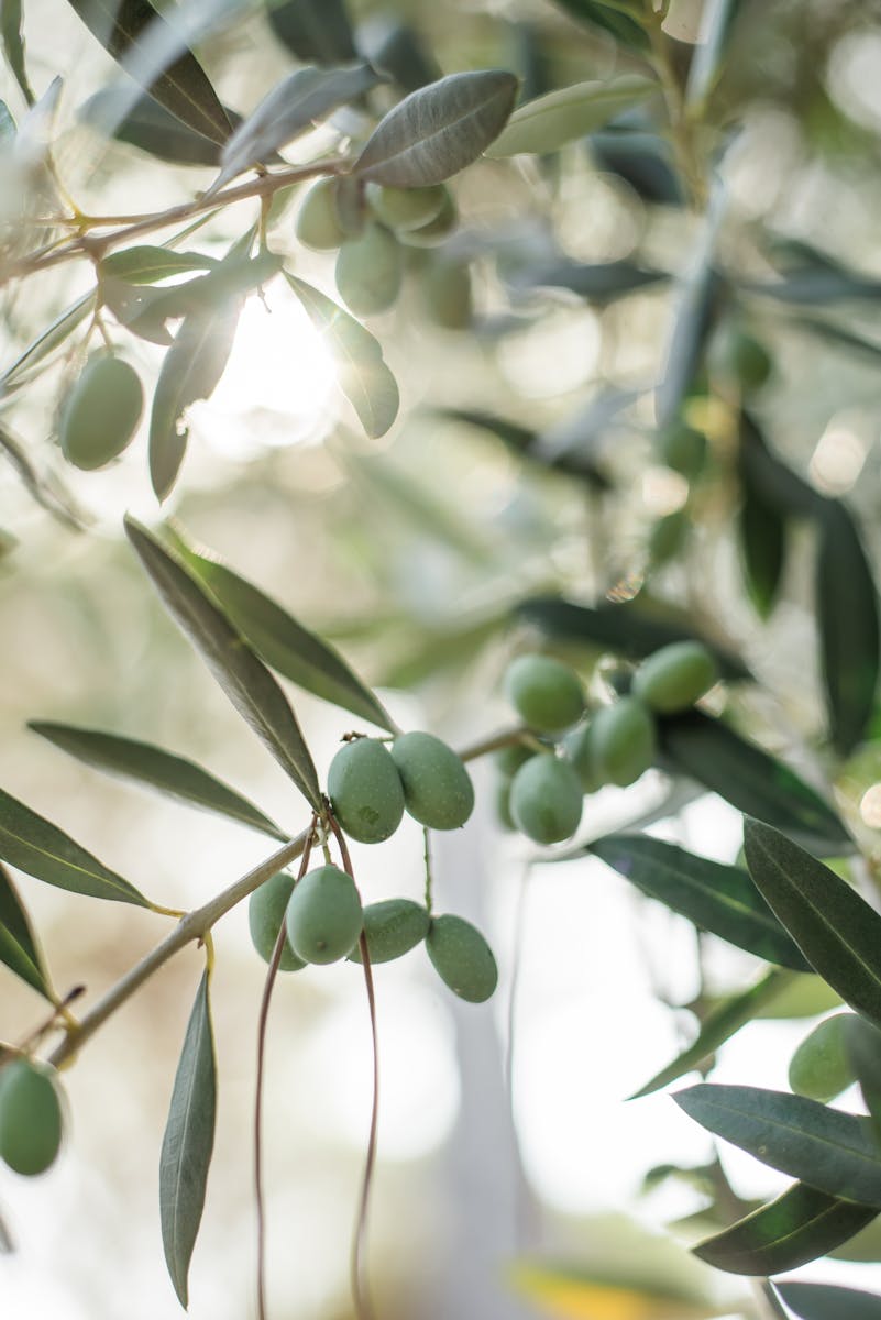 Green olives growing on olive tree twig on blurred garden background during sunny summer day